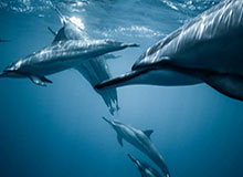 bob官方网站：让信任与体验在指尖绽放